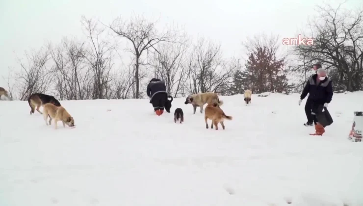 Osmangazi Belediye Başkan Yardımcısı: Sokak köpeklerinin uyutulmasına karşıyız