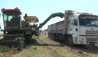 Salihli’de Domates Üreticileri Kazançsızlıkla Mücadele Ediyor