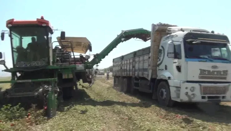 Salihli’de Domates Üreticileri Kazançsızlıkla Mücadele Ediyor