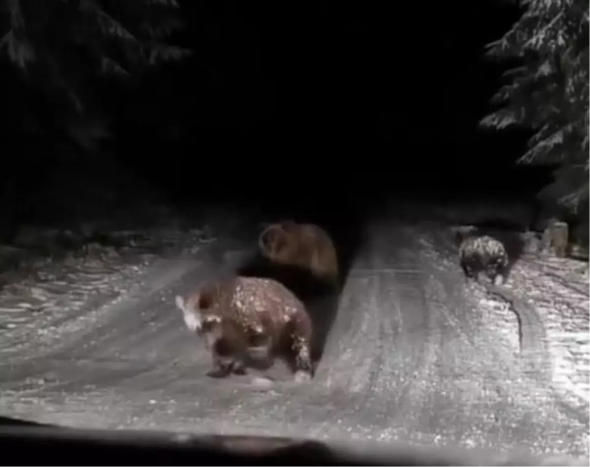 Bolu’da Bozayılar Yolda Görüntülendi